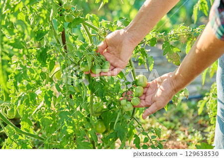 Female hands showing tomato plant with unripe green tomatoes Female hands showing tomato plant with unripe green tomatoes 129638530