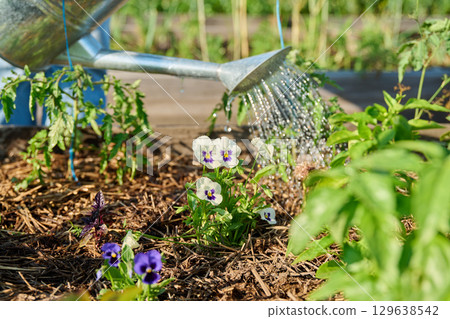 Gardener with watering can watering plants viola flowers, vegetables, herbs 129638542