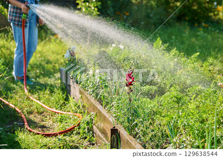 Woman gardener with hose watering vegetable plants on raised garden bed Woman gardener with hose watering vegetable plants on raised garden bed 129638544