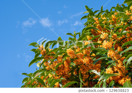 Kinmokusei 129638823