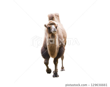 camel isolated on white background 129638881