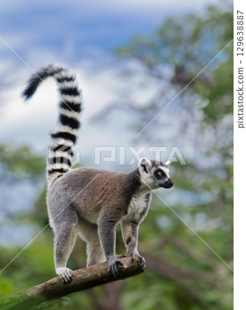 lemur standing on a tree against a forest background lemur standing on a tree against a forest background 129638887