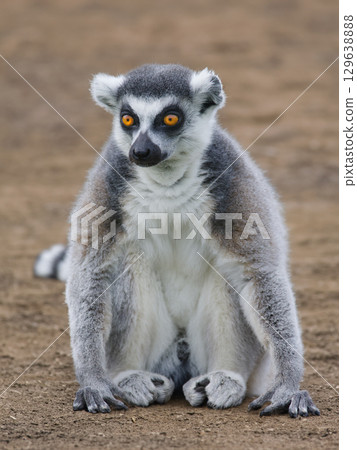 lemur sitting on the ground 129638888