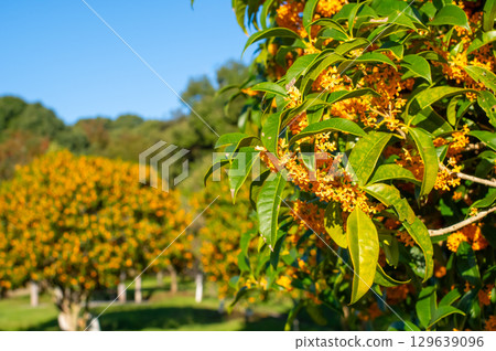 桂花盛開的公園 129639096
