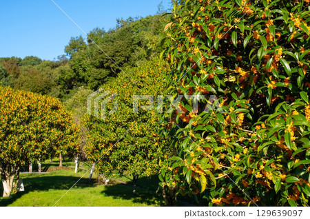 A park where sweet osmanthus flowers bloom 129639097