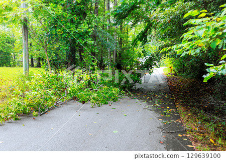 Fallen branches block quiet road surrounded by greenery after storm 129639100