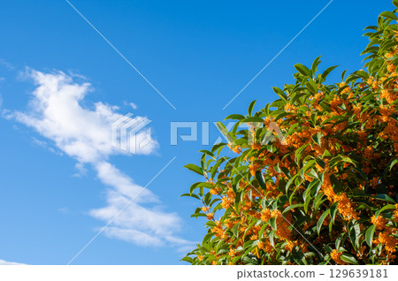 The scent of autumn: Osmanthus 129639181