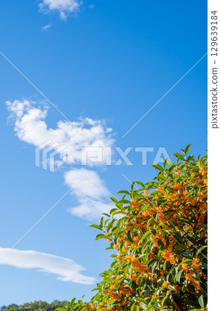 秋天的香氣：桂花 129639184