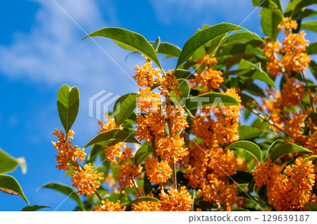 秋天的香氣：桂花 129639187