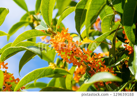 The scent of autumn: Osmanthus 129639188