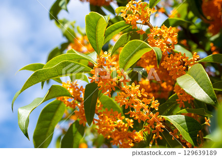 The scent of autumn: Osmanthus 129639189