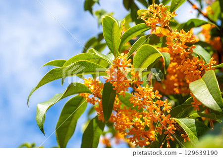 秋天的香氣：桂花 129639190