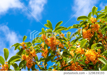 The scent of autumn: Osmanthus 129639193