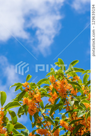 The scent of autumn: Osmanthus The scent of autumn: Osmanthus 129639194