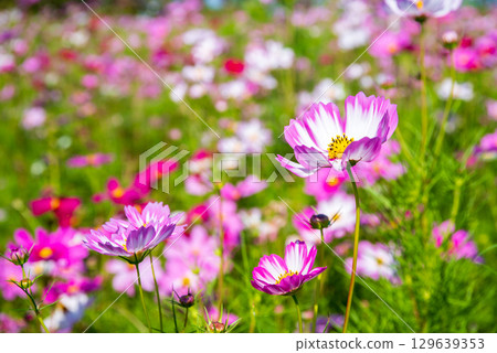 Cosmos field (Nabana no Sato) 129639353