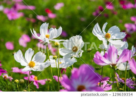 Cosmos field (Nabana no Sato) 129639354