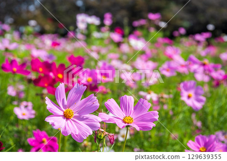 Cosmos field (Nabana no Sato) 129639355