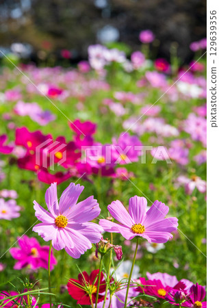 Cosmos field (Nabana no Sato) Cosmos field (Nabana no Sato) 129639356