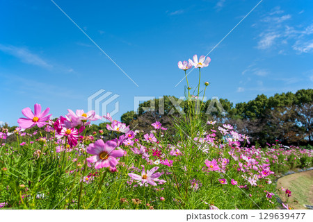 Cosmos and Blue Sky (Nabana no Sato) Cosmos and Blue Sky (Nabana no Sato) 129639477