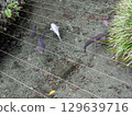 Scenery with a pond 129639716