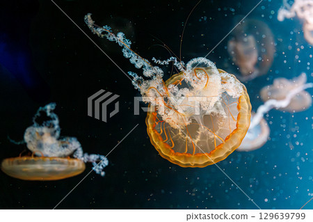 underwater photography jellyfish Chrysaora fuscescens, Pacific sea nettle, West Coast sea nettle underwater photography jellyfish Chrysaora fuscescens, Pacific sea nettle, West Coast sea nettle 129639799