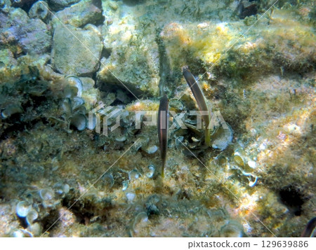 Underwater World Filled With Vibrant Sea Life and Hidden Treasures in Crystal Clear Waters Underwater World Filled With Vibrant Sea Life and Hidden Treasures in Crystal Clear Waters 129639886