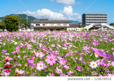 Cosmos fields south of JR Seki Station (Sekimachi, Kameyama City, Mie Prefecture) Cosmos fields south of JR Seki Station (Sekimachi, Kameyama City, Mie Prefecture) 129639918