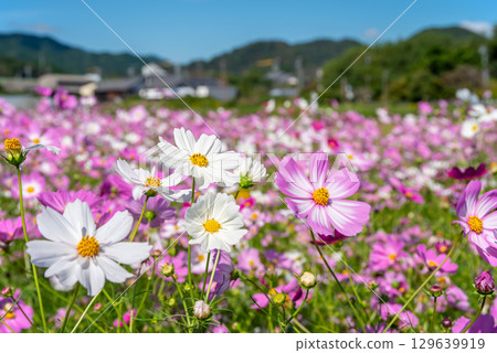 Cosmos fields south of JR Seki Station (Sekimachi, Kameyama City, Mie Prefecture) 129639919