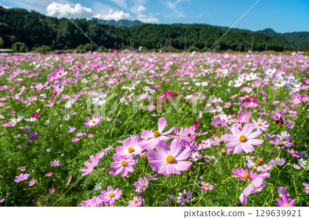 Cosmos fields south of JR Seki Station (Sekimachi, Kameyama City, Mie Prefecture) Cosmos fields south of JR Seki Station (Sekimachi, Kameyama City, Mie Prefecture) 129639921