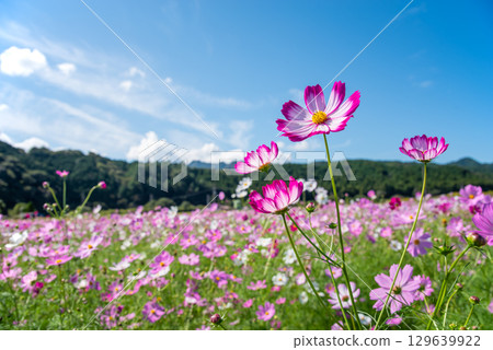 Cosmos fields south of JR Seki Station (Sekimachi, Kameyama City, Mie Prefecture) 129639922