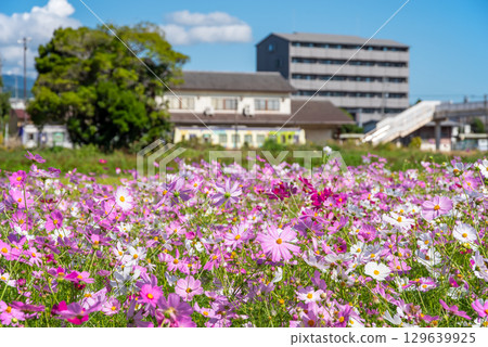 Trains arriving and departing from JR Seki Station and cosmos fields (Sekimachi, Kameyama City, Mie Prefecture) 129639925