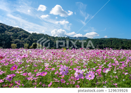 Cosmos fields south of JR Seki Station (Sekimachi, Kameyama City, Mie Prefecture) 129639926