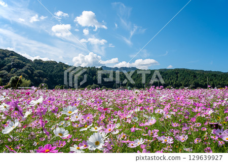 Cosmos fields south of JR Seki Station (Sekimachi, Kameyama City, Mie Prefecture) Cosmos fields south of JR Seki Station (Sekimachi, Kameyama City, Mie Prefecture) 129639927