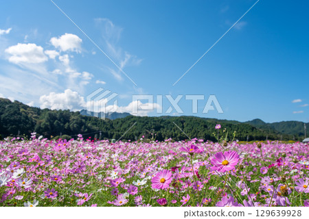 Cosmos fields south of JR Seki Station (Sekimachi, Kameyama City, Mie Prefecture) 129639928