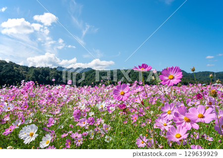 Cosmos fields south of JR Seki Station (Sekimachi, Kameyama City, Mie Prefecture) 129639929