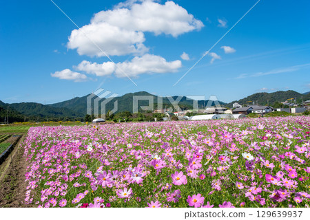 Cosmos fields south of JR Seki Station (Sekimachi, Kameyama City, Mie Prefecture) 129639937
