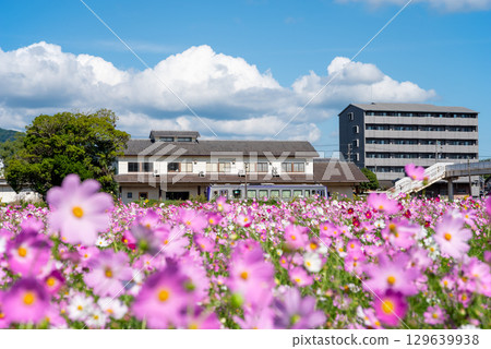 Trains arriving and departing from JR Seki Station and cosmos fields (Sekimachi, Kameyama City, Mie Prefecture) 129639938