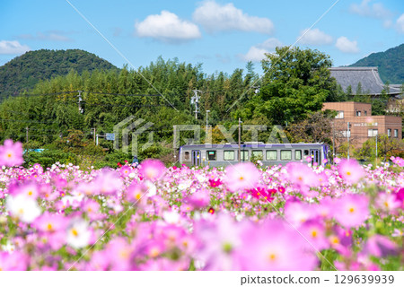 Trains arriving and departing from JR Seki Station and cosmos fields (Sekimachi, Kameyama City, Mie Prefecture) Trains arriving and departing from JR Seki Station and cosmos fields (Sekimachi, Kameyama City, Mie Prefecture) 129639939