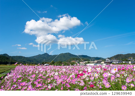 Cosmos fields south of JR Seki Station (Sekimachi, Kameyama City, Mie Prefecture) 129639940