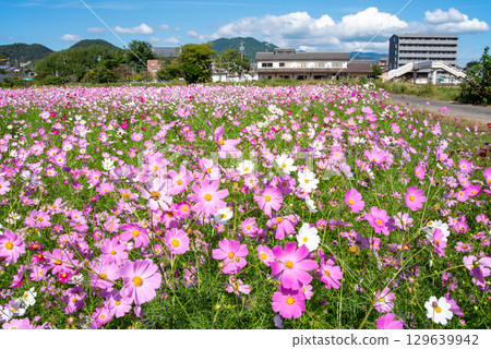 Cosmos fields south of JR Seki Station (Sekimachi, Kameyama City, Mie Prefecture) 129639942