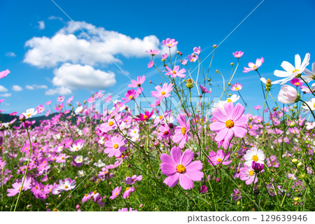Cosmos fields south of JR Seki Station (Sekimachi, Kameyama City, Mie Prefecture) 129639946