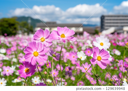 JR關站南側大波斯菊田(三重縣龜山市關町) JR關站南側大波斯菊田(三重縣龜山市關町) 129639948