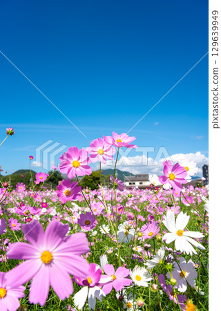 Cosmos fields south of JR Seki Station (Sekimachi, Kameyama City, Mie Prefecture) 129639949