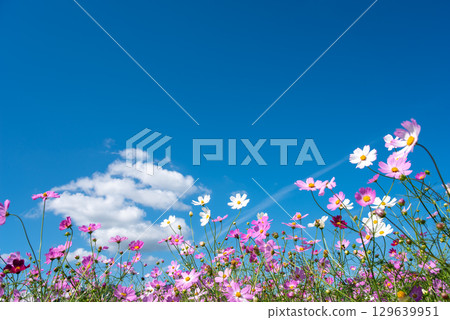 Cosmos fields south of JR Seki Station (Sekimachi, Kameyama City, Mie Prefecture) 129639951
