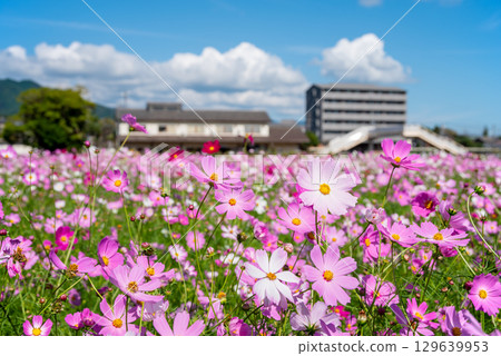 Cosmos fields south of JR Seki Station (Sekimachi, Kameyama City, Mie Prefecture) 129639953