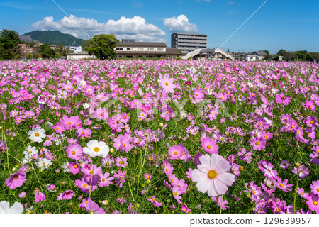 Cosmos fields south of JR Seki Station (Sekimachi, Kameyama City, Mie Prefecture) 129639957
