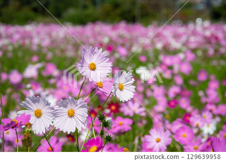 Cosmos fields south of JR Seki Station (Sekimachi, Kameyama City, Mie Prefecture) Cosmos fields south of JR Seki Station (Sekimachi, Kameyama City, Mie Prefecture) 129639958