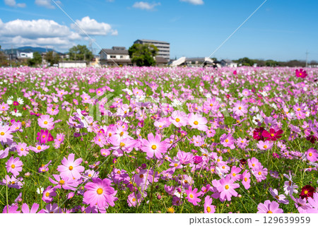 Cosmos fields south of JR Seki Station (Sekimachi, Kameyama City, Mie Prefecture) Cosmos fields south of JR Seki Station (Sekimachi, Kameyama City, Mie Prefecture) 129639959