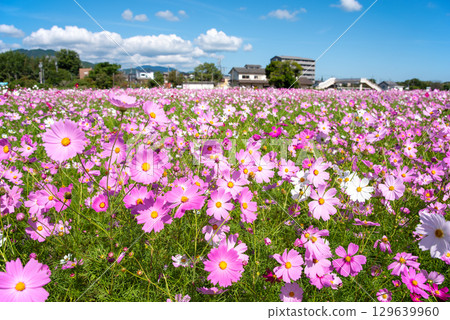 Cosmos fields south of JR Seki Station (Sekimachi, Kameyama City, Mie Prefecture) Cosmos fields south of JR Seki Station (Sekimachi, Kameyama City, Mie Prefecture) 129639960