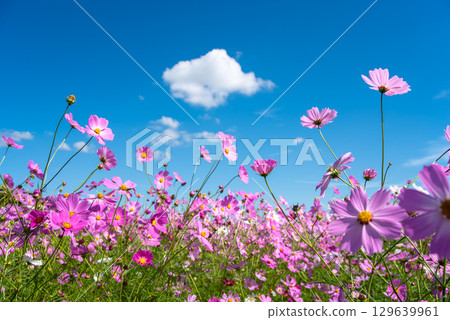 Cosmos fields south of JR Seki Station (Sekimachi, Kameyama City, Mie Prefecture) 129639961